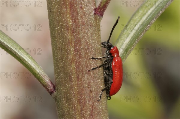 Scarlet Lily Beetle