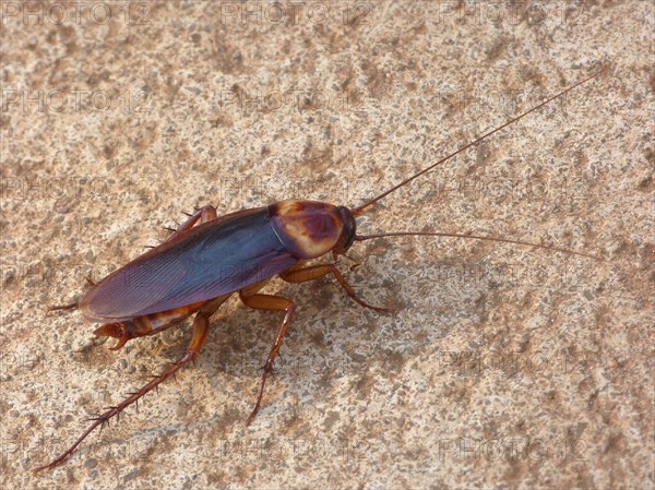 Australian cockroach