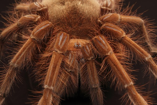 Venezuela Giant Bird Spider