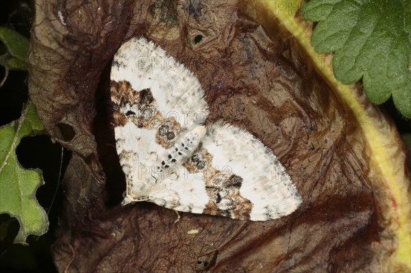 Silver-ground Carpet