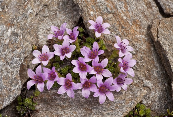 Purple Saxifrage