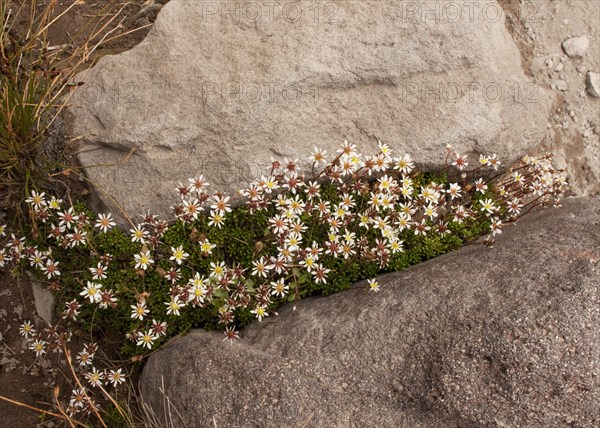 Tolmie's Saxifrage