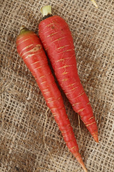 Carrot