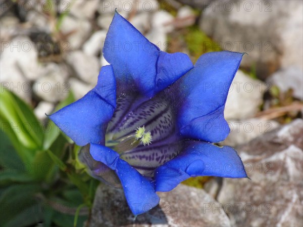 Koch's Gentian