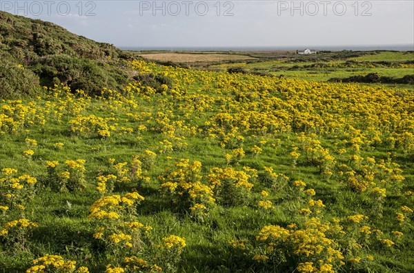 Common ragwort