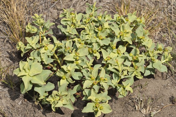 Flowering Pichoga