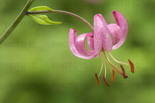 Martagon Lily