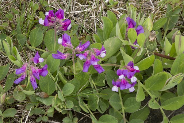 Sea pea