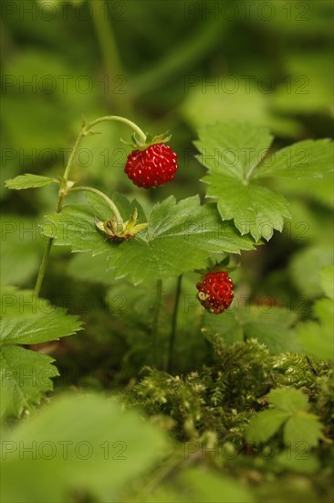 Wild Strawberry