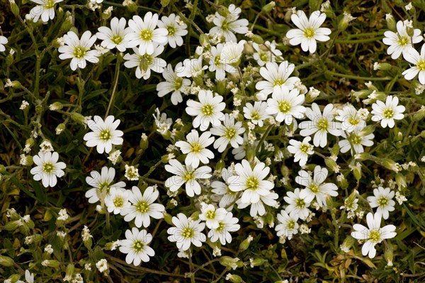 Field Mouse-ear flowering