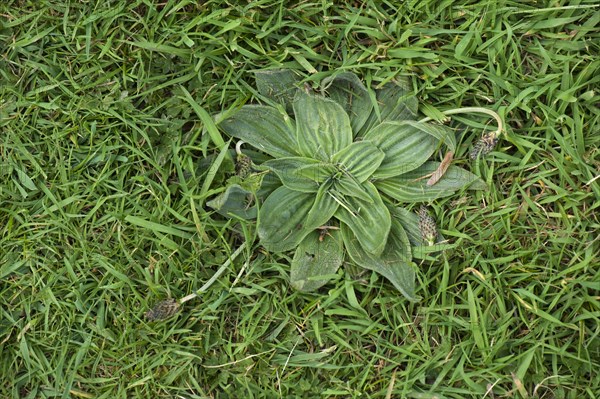 Hoary plantain