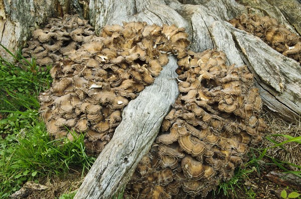 Hen-of-the-woods