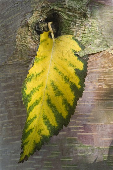 Chinese Red-barked Birch