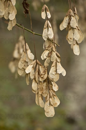 Manitoba maple