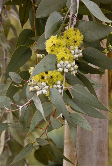 Lemon flowering mallee