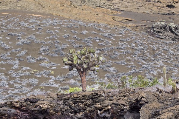 Prickly pear cactus on Bartolome Island Galapagos with grey mat plants growing behind it