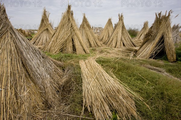 Reed cutting