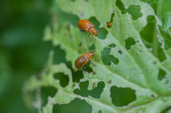 Cucurbit Leaf Beetle