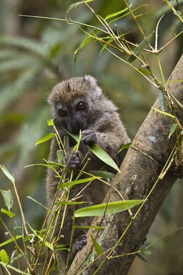 Eastern bamboo lemur