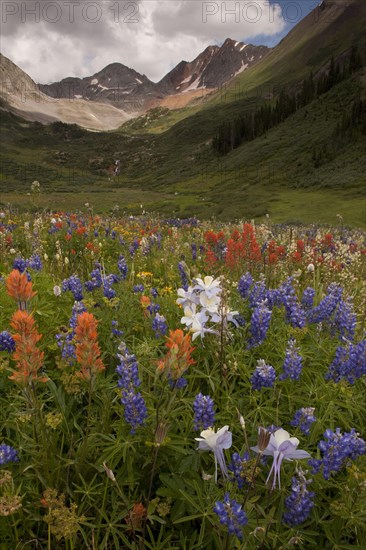 Mass of alpine wildflowers in habitat