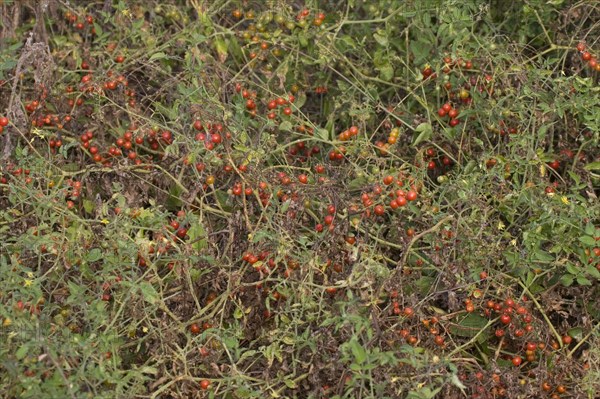 Galapagos tomato