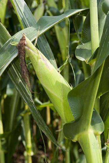 Maize