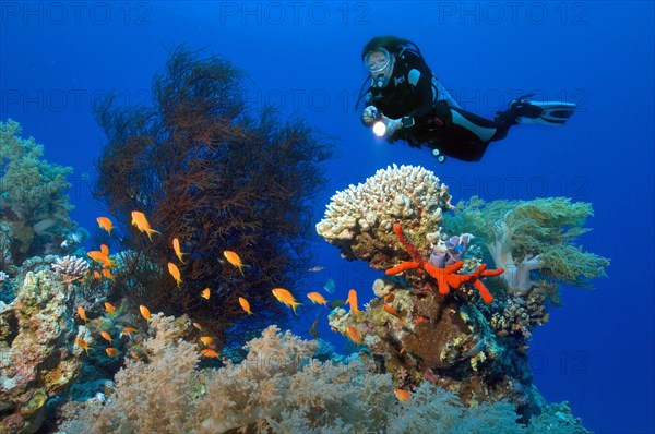 Divers and Corals