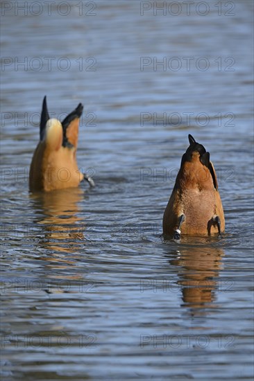 Ruddy shelducks