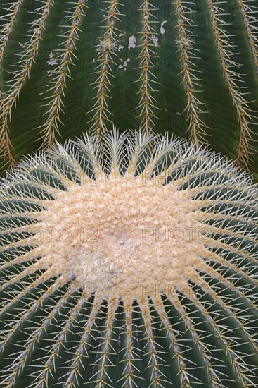 Gold ball cactus