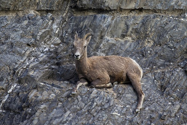 Bighorn sheep