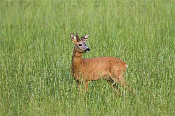 European roe deer