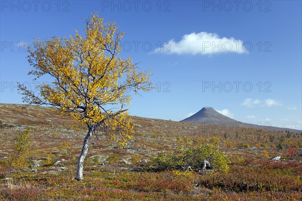 Mount Nipfjaellet in the Staedjan-Nipfjaellet nature reserve in autumn