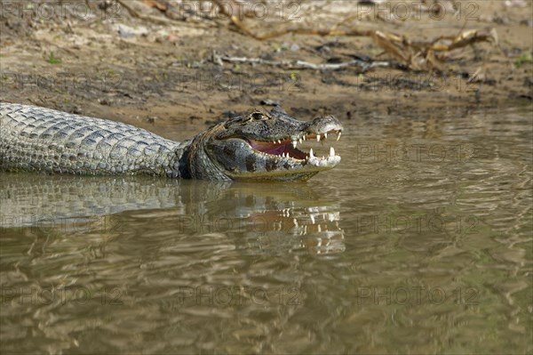 Yacare caiman
