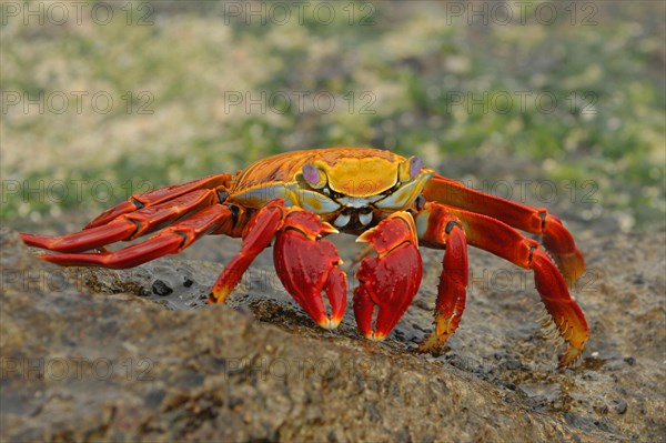 Red clipper crab
