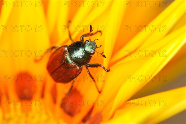 Garden leaf beetle