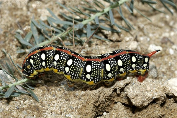 Spurge hawk-moth