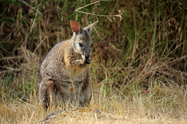 Tammar Wallaby