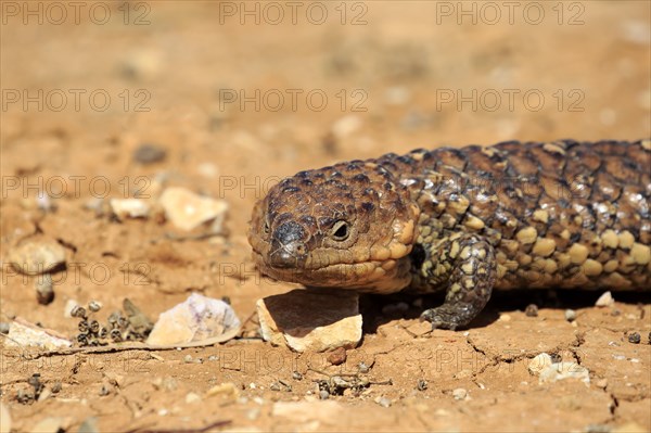 Tiliqua rugosa