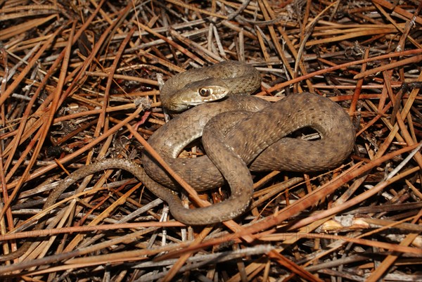 Western lizard snake