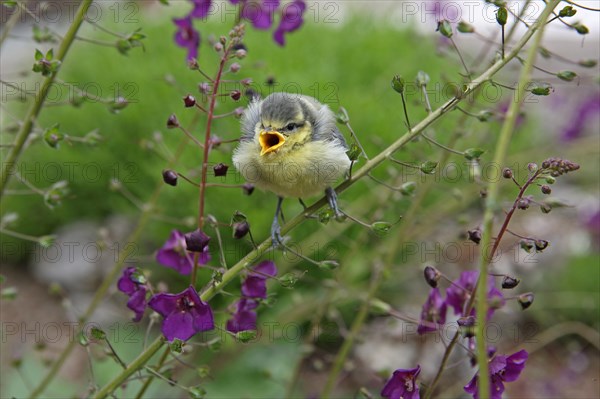 Blue Tit