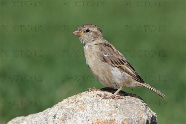 House sparrow