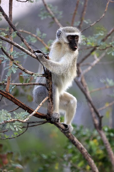 Vervet monkey