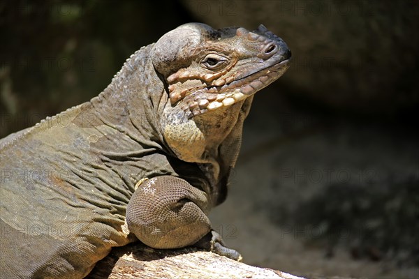 Rhinoceros iguana