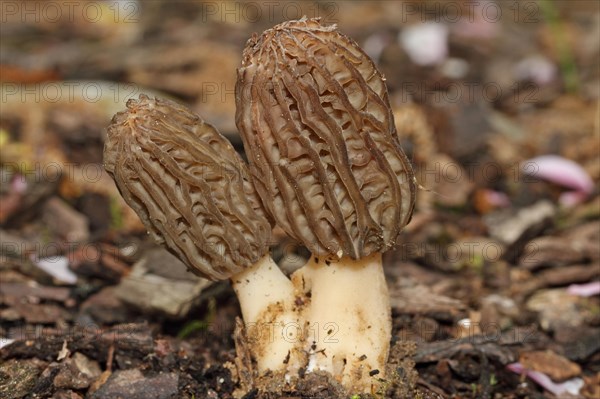 Cone-shaped morel