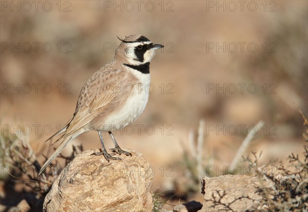 Temminck's temminck's lark