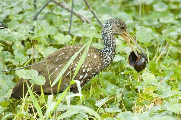 Limpkin