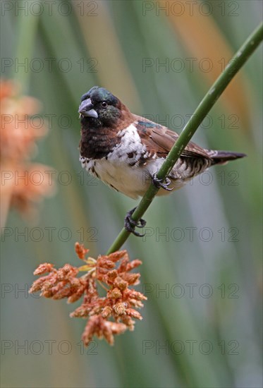 Bronze Munia