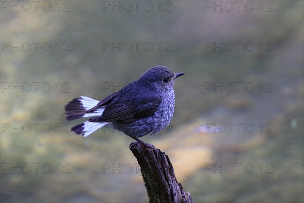 Water Redstart