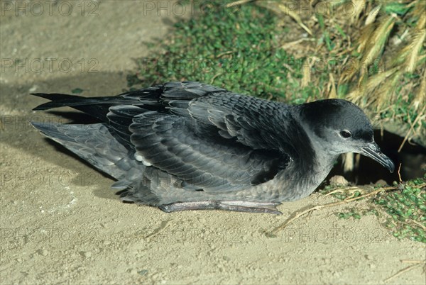 Short-tailed shearwater