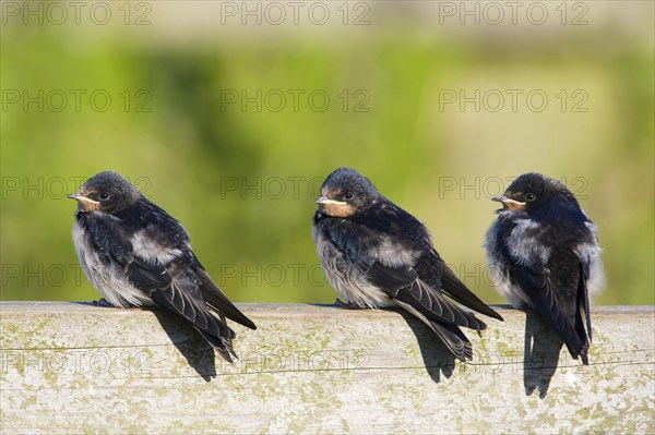 Barn Swallow